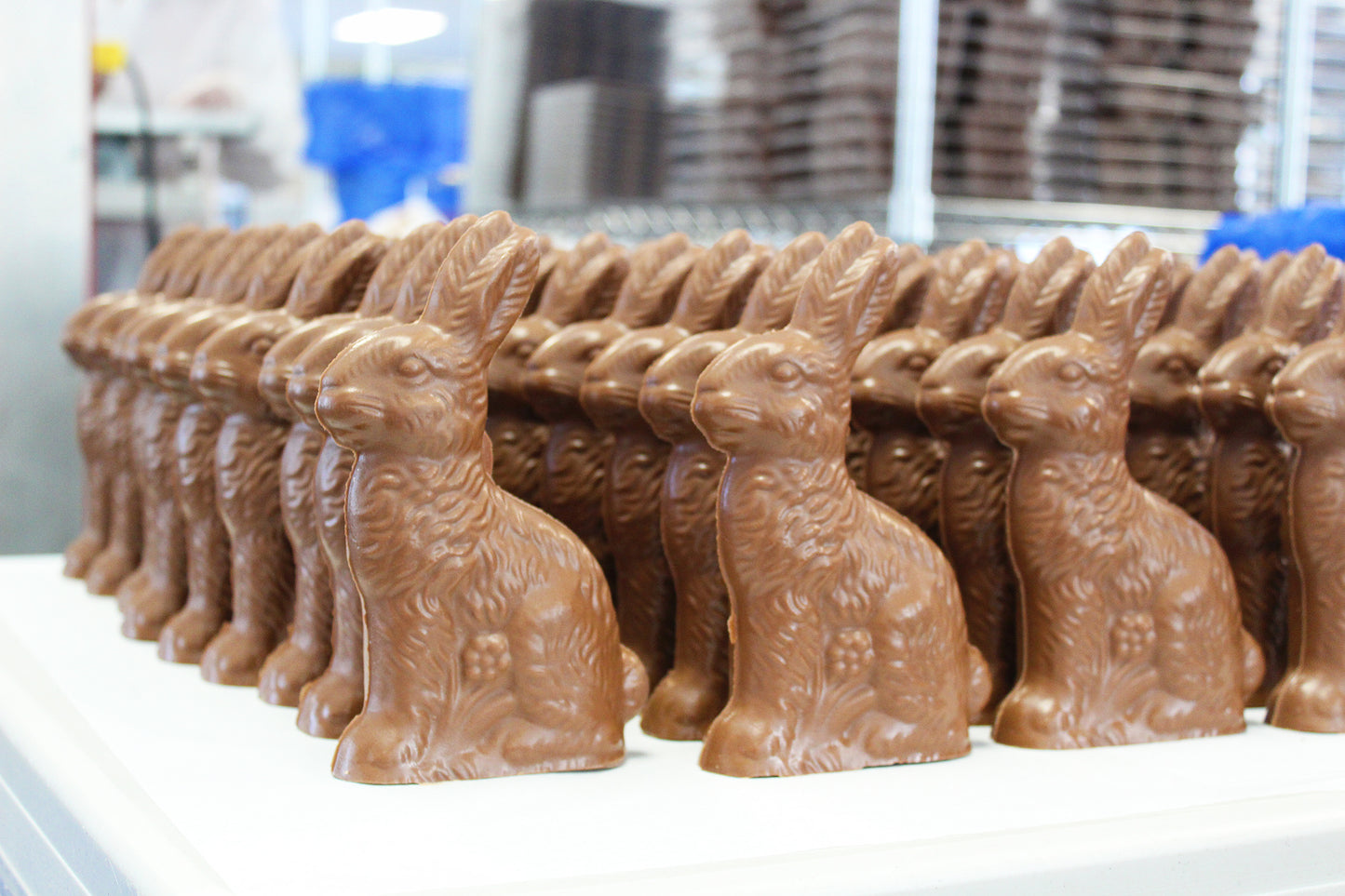 A lineup of milk chocolate bunnies in a commercial kitchen 
